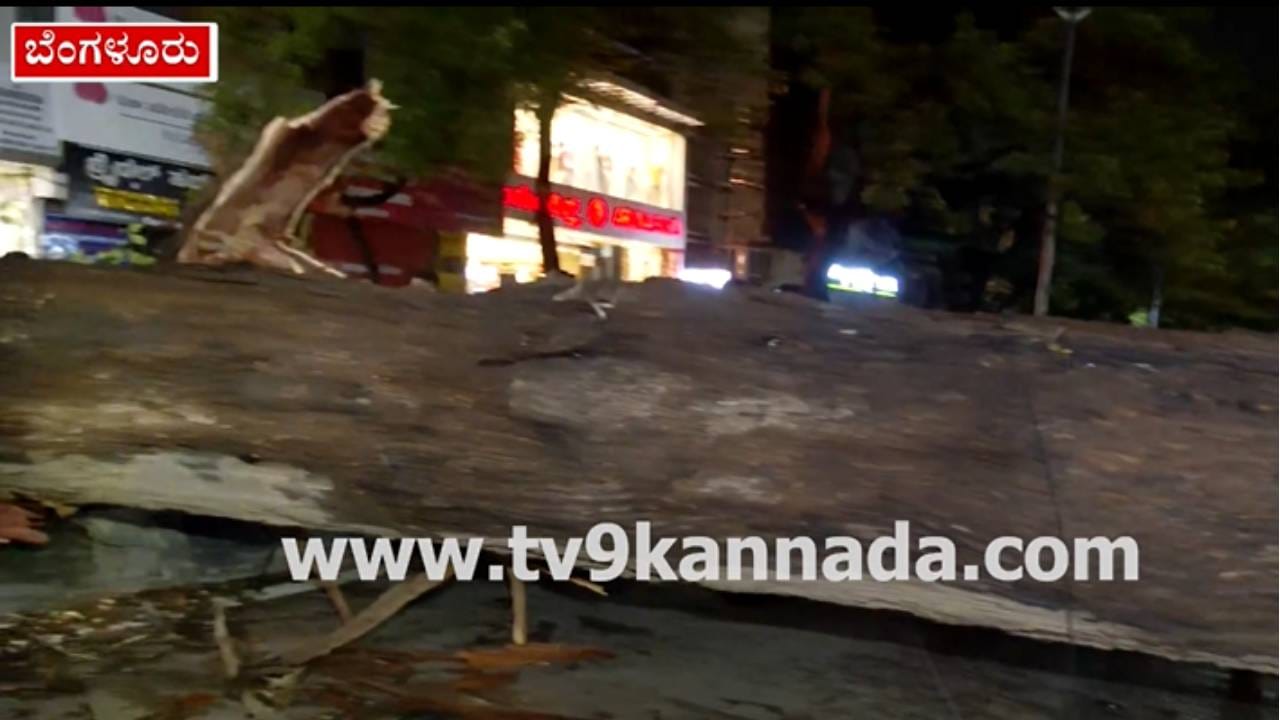 ಬೆಂಗಳೂರಿನಲ್ಲಿ ಬುಡಸಮೇತ ರಸ್ತೆ ಮೇಲೆ ಬಿದ್ದ ಬೃಹತ್ ಮರ: ಶಂಕರಮಠ ರಸ್ತೆ ಬಂದ್! ಬೆಂಗಳೂರಿನಲ್ಲಿ ಬುಡಸಮೇತ ರಸ್ತೆ ಮೇಲೆ ಬಿದ್ದ ಬೃಹತ್ ಮರ: ಶಂಕರಮಠ ರಸ್ತೆ ಬಂದ್!