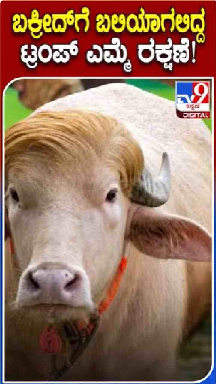 ಬಲಿಯಾಗುತ್ತಿದ್ದ ಟ್ರಂಪ್ ಎಮ್ಮೆ ರಕ್ಷಣೆ