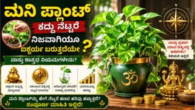 ಮನಿ ಪ್ಲಾಂಟ್ ಕದ್ದು ತಂದು ನೆಟ್ಟರೆ ಧನ ಸಂಪತ್ತು ಹೆಚ್ಚುತ್ತಾ?
