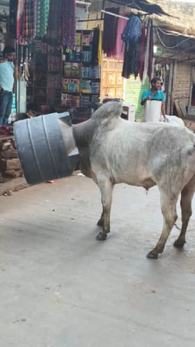 ತಲೆಗೆ ವಾಟರ್ ಟ್ಯಾಂಕ್ ಸಿಲುಕಿ ಒದ್ದಾಡುತ್ತಿದ್ದ ಗೋವಿನ ರಕ್ಷಣೆ