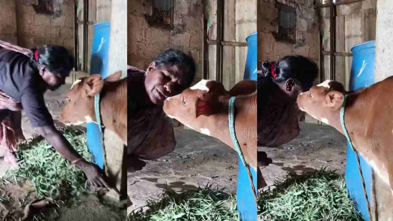 Viral: ತನ್ನನ್ನು ಕಾಳಜಿ ಮಾಡುವ ಜೀವಕೆ ಮುತ್ತು ನೀಡಿದ ಕರು; ಹೃದಯಸ್ಪರ್ಶಿ ದೃಶ್ಯ ವೈರಲ್