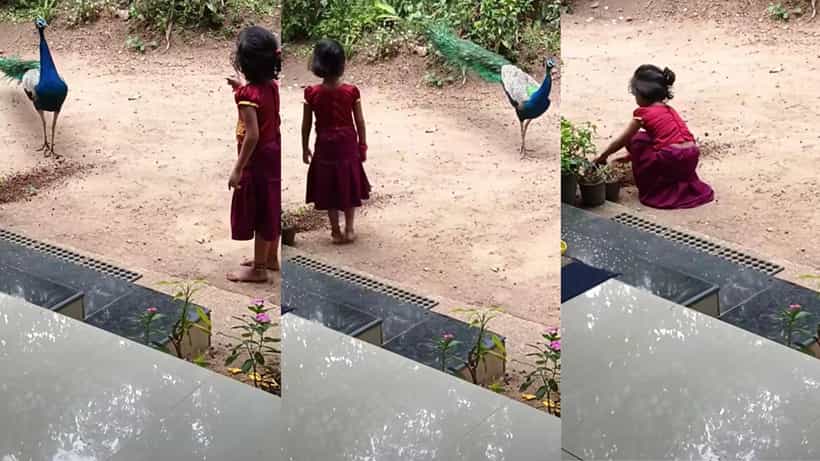 Video: ಮನೆಯಂಗಳಕ್ಕೆ ಬಂದ ನವಿಲಿಗೆ ಕ್ಲಾಸ್ ತೆಗೆದುಕೊಂಡ ಪುಟಾಣಿ, ಮುಂದೇನಾಯ್ತು ನೋಡಿ