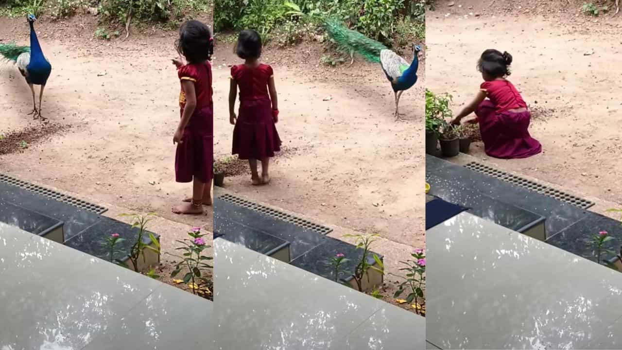 Video: ಮನೆಯಂಗಳಕ್ಕೆ ಬಂದ ನವಿಲಿಗೆ ಕ್ಲಾಸ್ ತೆಗೆದುಕೊಂಡ ಪುಟಾಣಿ, ಮುಂದೇನಾಯ್ತು ನೋಡಿ