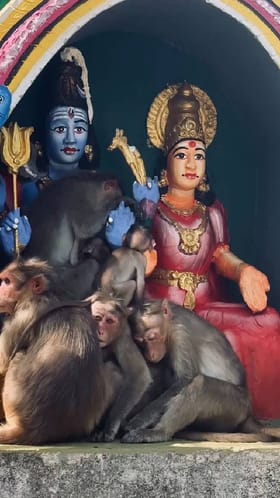 ಶಿವ-ಪಾರ್ವತಿಯ ಮಡಿಲಲ್ಲಿ ಕುಳಿತು ವಿಶ್ರಾಂತಿ ಪಡೆದ ವಾನರ ಕುಟುಂಬ