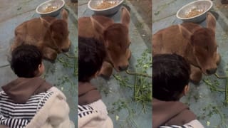 Video: ಮುಗ್ಧ ಮನಸ್ಸುಗಳ ಶುದ್ಧ ಸಂಭಾಷಣೆ; ಕರುವಿನ ಜತೆಗೆ ಮಾತಿಗಿಳಿದ ಪುಟಾಣಿ