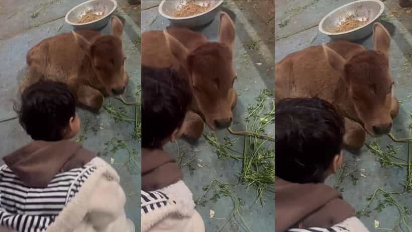 Video: ಮುಗ್ಧ ಮನಸ್ಸುಗಳ ಶುದ್ಧ ಸಂಭಾಷಣೆ; ಕರುವಿನ ಜತೆಗೆ ಮಾತಿಗಿಳಿದ ಪುಟಾಣಿ