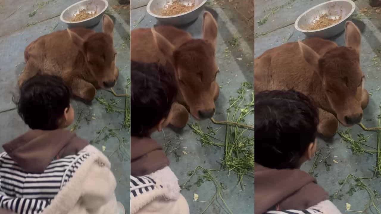 Video: ಮುಗ್ಧ ಮನಸ್ಸುಗಳ ಶುದ್ಧ ಸಂಭಾಷಣೆ; ಕರುವಿನ ಜತೆಗೆ ಮಾತಿಗಿಳಿದ ಪುಟಾಣಿ