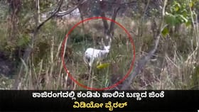 ಕಾಜಿರಂಗದಲ್ಲಿ ಕಂಡಿತು ಹಾಲಿನ ಬಣ್ಣದ ಜಿಂಕೆ; ವಿಡಿಯೋ ವೈರಲ್