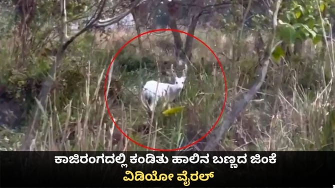 ಕಾಜಿರಂಗದಲ್ಲಿ ಕಂಡಿತು ಹಾಲಿನ ಬಣ್ಣದ ಜಿಂಕೆ; ವಿಡಿಯೋ ವೈರಲ್