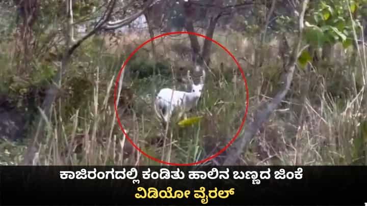 ಕಾಜಿರಂಗದಲ್ಲಿ ಕಂಡಿತು ಹಾಲಿನ ಬಣ್ಣದ ಜಿಂಕೆ; ವಿಡಿಯೋ ವೈರಲ್ ಕಾಜಿರಂಗದಲ್ಲಿ ಕಂಡಿತು ಹಾಲಿನ ಬಣ್ಣದ ಜಿಂಕೆ; ವಿಡಿಯೋ ವೈರಲ್