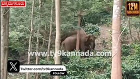 ಎಸ್ಟೇಟ್​​​ನಲ್ಲಿ ಬೀಡುಬಿಟ್ಟ ಕಾಡಾನೆಗಳು: ಗಜಪಡೆ ಕಂಡು ಸ್ಥಳೀಯರು ಕಂಗಾಲು