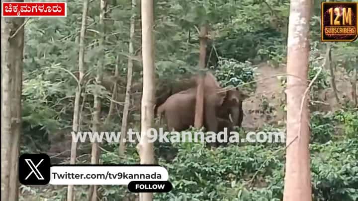 ಎಸ್ಟೇಟ್ನಲ್ಲಿ ಬೀಡುಬಿಟ್ಟ ಕಾಡಾನೆಗಳ ಹಿಂಡು: ಗಜಪಡೆ ಕಂಡು ಸಾರ್ವಜನಿಕರು ಕಂಗಾಲು ಎಸ್ಟೇಟ್ನಲ್ಲಿ ಬೀಡುಬಿಟ್ಟ ಕಾಡಾನೆಗಳ ಹಿಂಡು: ಗಜಪಡೆ ಕಂಡು ಸಾರ್ವಜನಿಕರು ಕಂಗಾಲು