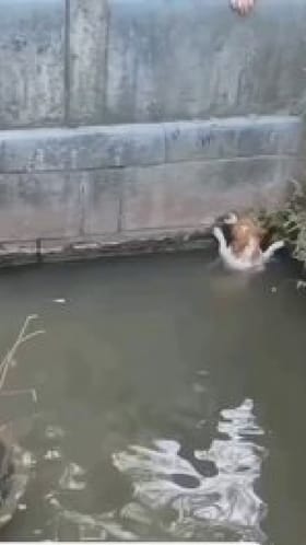 ಬೀದಿನಾಯಿಗೆ ಕೈಚಾಚಿ ಮಾನವೀಯತೆ ಮೆರೆದ ಮಹಿಳೆ