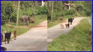 ಸಕಲೇಶಪುರದಲ್ಲಿ ಕರುಗಳನ್ನು ಬೆನ್ನಟ್ಟಿದ ಆನೆ ಮರಿ: ಇಲ್ಲಿದೆ ನೋಡಿ ಅಪರೂಪದ ದೃಶ್ಯ