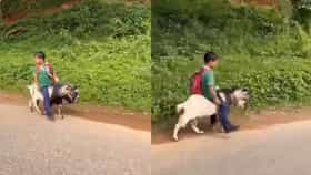 ಬೈಕ್ ಇಲ್ಲ, ಸೈಕಲ್ ಇಲ್ಲ, ಶಾಲೆಗೆ ಮೇಕೆ ಮೇಲೇರಿ ಹೊರಟ ಬಾಲಕ