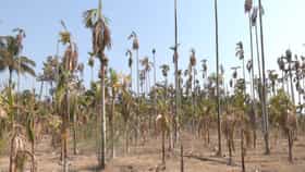 ಮಲೆನಾಡಿನಲ್ಲಿ ಕೈಕೊಟ್ಟ ಮುಂಗಾರು: ಪ್ರವಾಸಿಗರಿಲ್ಲದೆ ಕಳೆಗುಂದಿದ ಕಾಫಿನಾಡು