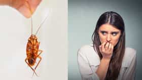 ಮಹಿಳೆಯರಿಗೆ ಜಿರಳೆಗಳನ್ನು ಕಂಡರೆ ಏಕೆ ಹೆದರಿಕೆ?