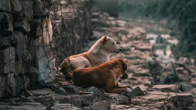 ಬೆಂಗಳೂರಿನಲ್ಲಿ ನಾಯಿ ಕಡಿತದ ಪ್ರಕರಣಗಳು ಶೇ 55 ರಷ್ಟು ಏರಿಕೆ!
