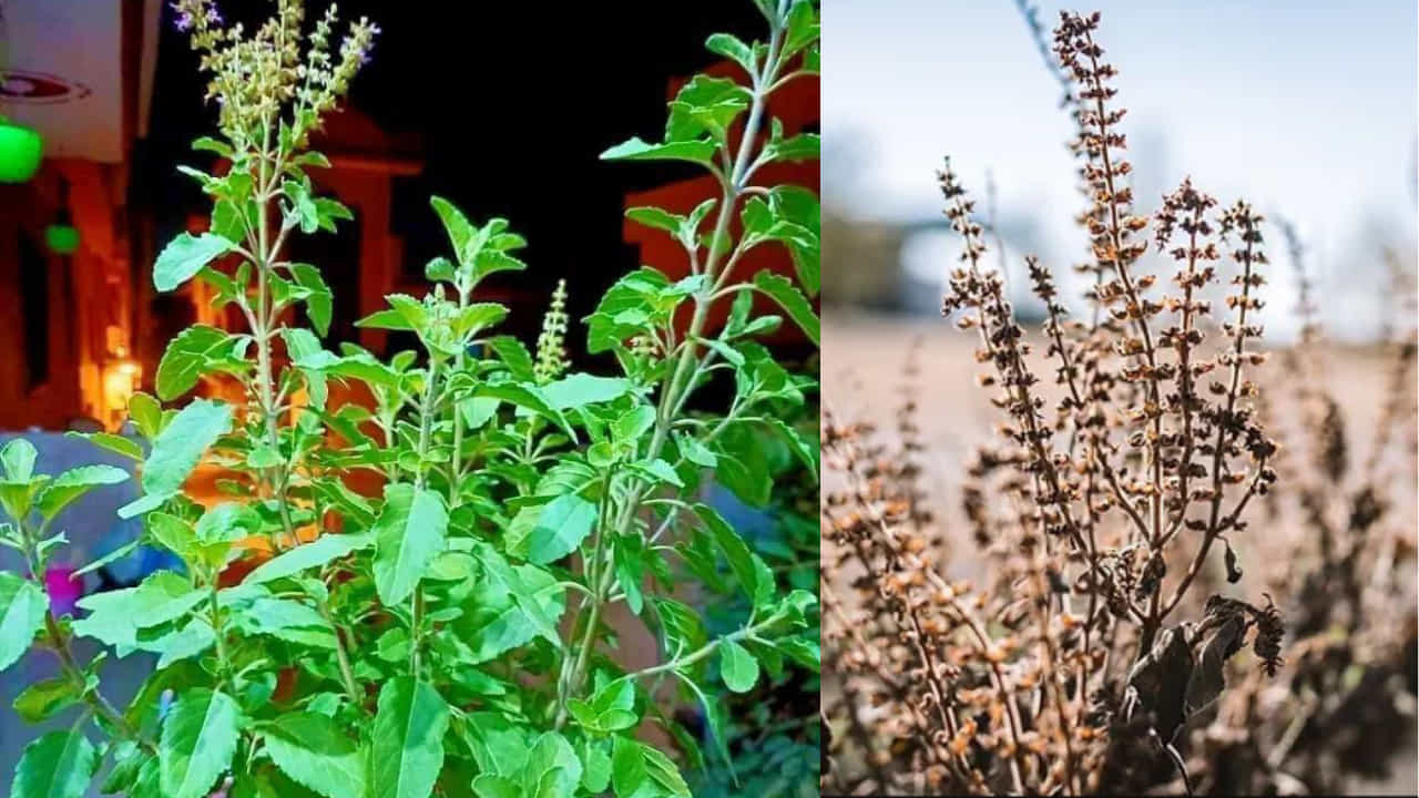 Dried Tulasi Plant: ಒಣಗಿದ ತುಳಸಿ ಗಿಡವನ್ನು ಕಸಕ್ಕೆ ಎಸೆಯಬೇಡಿ; ಮನೆಯಲ್ಲಿ ಸುಖ-ಸಮೃದ್ಧಿ ಹೆಚ್ಚಿಸಲು ಹೀಗೆ ಬಳಸಿ... Dried Tulasi Plant: ಒಣಗಿದ ತುಳಸಿ ಗಿಡವನ್ನು ಕಸಕ್ಕೆ ಎಸೆಯಬೇಡಿ; ಮನೆಯಲ್ಲಿ ಸುಖ-ಸಮೃದ್ಧಿ ಹೆಚ್ಚಿಸಲು ಹೀಗೆ ಬಳಸಿ...