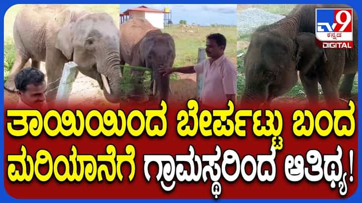 ತಾಯಿಯಿಂದ ಬೇರ್ಪಟ್ಟು ಗ್ರಾಮಕ್ಕೆ ಬಂದ ಮರಿಯಾನೆ: ಕಬ್ಬು, ಬಾಳೆಹಣ್ಣು ನೀಡಿದ ಗ್ರಾಮಸ್ಥರು! ತಾಯಿಯಿಂದ ಬೇರ್ಪಟ್ಟು ಗ್ರಾಮಕ್ಕೆ ಬಂದ ಮರಿಯಾನೆ: ಕಬ್ಬು, ಬಾಳೆಹಣ್ಣು ನೀಡಿದ ಗ್ರಾಮಸ್ಥರು!