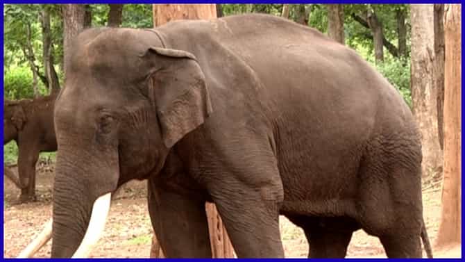 ಹೆತ್ತ ಮಗನಂತೆ ಸಾಕಿ ಸಲಹುತ್ತಿದ್ದ ಮಾವುತ ಸಿದ್ದಿಕ್ ಪಾಷಾ ಇನ್ನಿಲ್ಲ