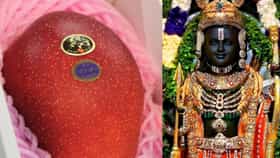 ಅಯೋಧ್ಯೆ ರಾಮಲಲ್ಲಾನಿಗೆ ಜಗತ್ತಿನ ಅತ್ಯಂತ ದುಬಾರಿ ಮಾವು ಅರ್ಪಿಸಿದ ರೈತ