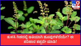 ತುಳಸಿ ಗಿಡದಲ್ಲಿ ಅತಿಯಾಗಿ ಹೂವುಗಳಿದೆಯೇ?