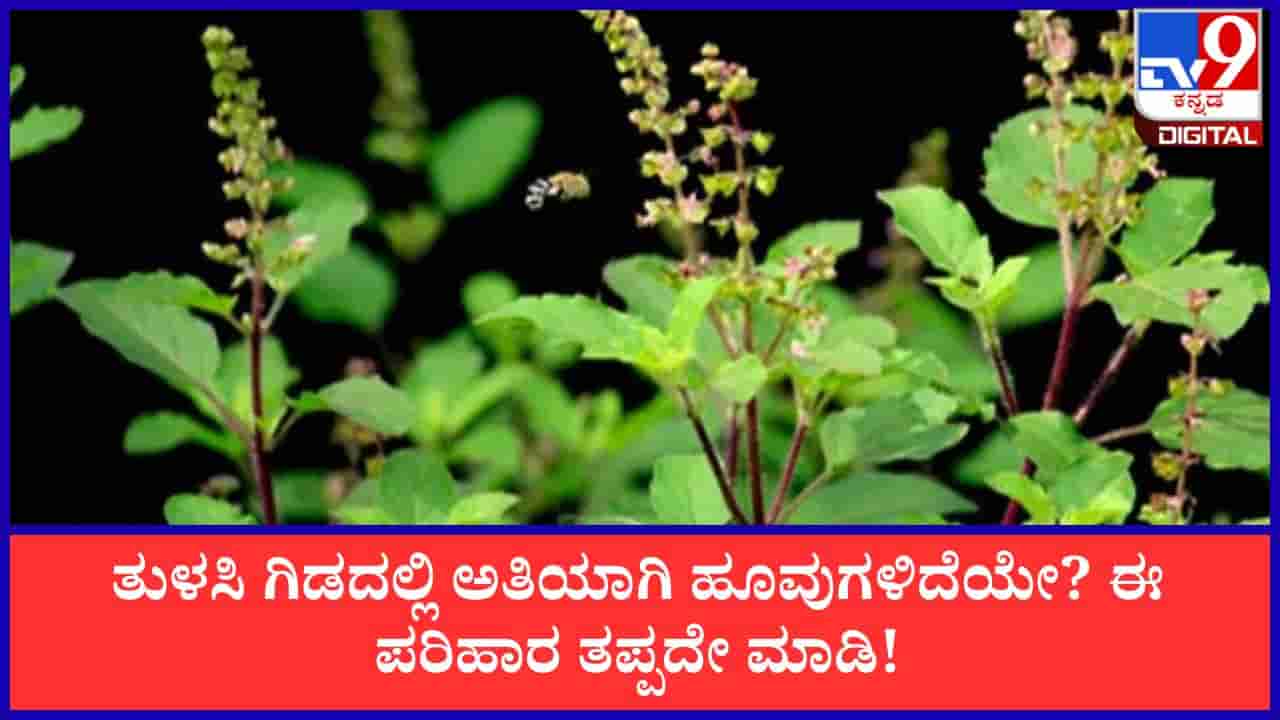 Vastu Tips: ತುಳಸಿ ಗಿಡದಲ್ಲಿ ಅತಿಯಾಗಿ ಹೂವುಗಳಿದೆಯೇ? ಹಾಗಿದ್ದರೆ ಆರ್ಥಿಕ ಲಾಭಕ್ಕಾಗಿ ಈ ಪರಿಹಾರ ತಪ್ಪದೇ ಮಾಡಿ!