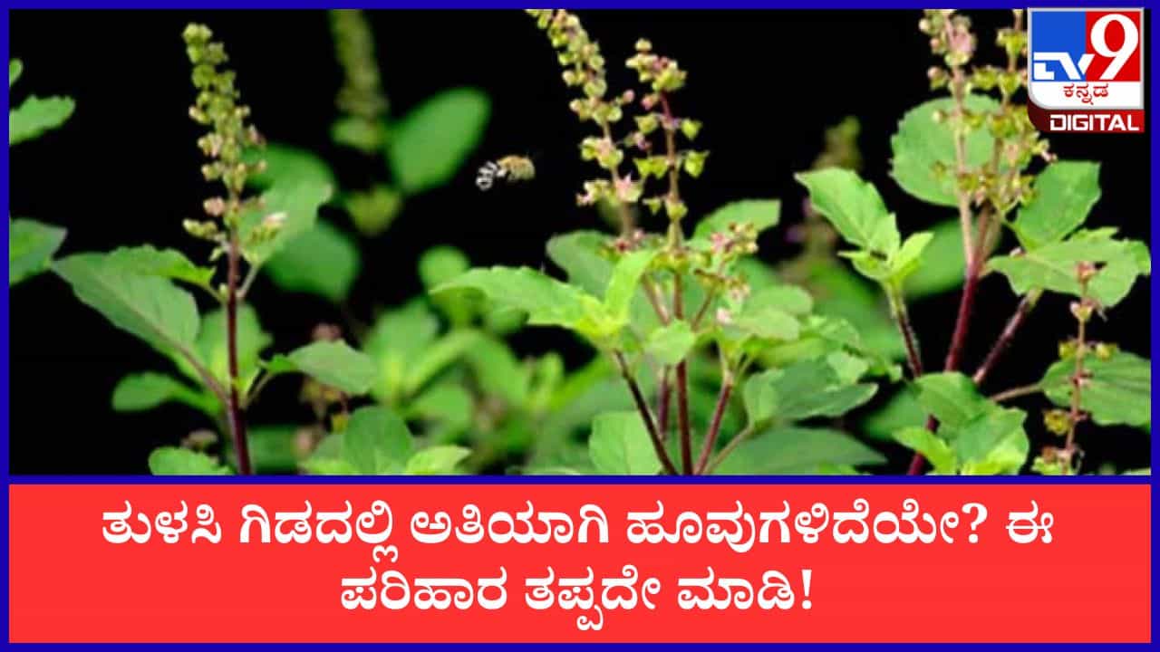Vastu Tips: ತುಳಸಿ ಗಿಡದಲ್ಲಿ ಅತಿಯಾಗಿ ಹೂವುಗಳಿದೆಯೇ? ಹಾಗಿದ್ದರೆ ಆರ್ಥಿಕ ಲಾಭಕ್ಕಾಗಿ ಈ ಪರಿಹಾರ ತಪ್ಪದೇ ಮಾಡಿ! Vastu Tips: ತುಳಸಿ ಗಿಡದಲ್ಲಿ ಅತಿಯಾಗಿ ಹೂವುಗಳಿದೆಯೇ? ಹಾಗಿದ್ದರೆ ಆರ್ಥಿಕ ಲಾಭಕ್ಕಾಗಿ ಈ ಪರಿಹಾರ ತಪ್ಪದೇ ಮಾಡಿ!