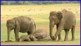 ಕಾಕನಕೋಟೆ ಸಫಾರಿಯಲ್ಲಿ ತಾಯಿ ಆನೆ ಮಡಿಲಲ್ಲಿ ಮಲಗಿದ್ದ ಮರಿಗಳ ಕ್ಯೂಟ್ ದೃಶ್ಯ ವೈರಲ್