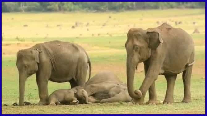 ತಾಯಿ ಆನೆ ಮಡಿಲಲ್ಲಿ ಮಲಗಿದ್ದ ಮರಿಗಳ ಕ್ಯೂಟ್ ದೃಶ್ಯ ವೈರಲ್