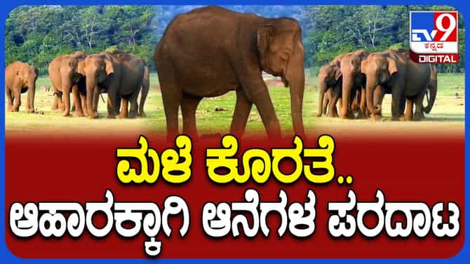 ಕಬಿನಿ ಹಿನ್ನೀರಿನಲ್ಲಿ ಆಹಾರ ಸಿಗದೆ ಆನೆಗಳ ಪರದಾಟ: ಮಳೆ ಕೊರತೆಯಿಂದ ಸಮಸ್ಯೆ