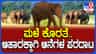 ಕಬಿನಿ ಹಿನ್ನೀರಿನಲ್ಲಿ ಆಹಾರ ಸಿಗದೆ ಆನೆಗಳ ಪರದಾಟ: ಮಳೆ ಕೊರತೆಯಿಂದ ಸಮಸ್ಯೆ