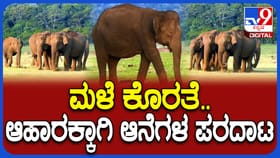 ಕಬಿನಿ ಹಿನ್ನೀರಿನಲ್ಲಿ ಆಹಾರ ಸಿಗದೆ ಆನೆಗಳ ಪರದಾಟ: ಮಳೆ ಕೊರತೆಯಿಂದ ಸಮಸ್ಯೆ