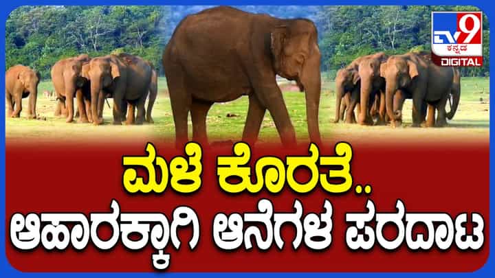 ಕಬಿನಿ ಹಿನ್ನೀರಿನಲ್ಲಿ ಆಹಾರ ಸಿಗದೆ ಆನೆಗಳ ಪರದಾಟ: ಮಳೆ ಕೊರತೆಯಿಂದ ಭಾರಿ ಸಮಸ್ಯೆ ಕಬಿನಿ ಹಿನ್ನೀರಿನಲ್ಲಿ ಆಹಾರ ಸಿಗದೆ ಆನೆಗಳ ಪರದಾಟ: ಮಳೆ ಕೊರತೆಯಿಂದ ಭಾರಿ ಸಮಸ್ಯೆ