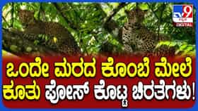 ನೋಡಿ, ಎಂಥಾ ಅದ್ಭುತ ದೃಶ್ಯ! ಒಂದೇ ಮರದ ಮೇಲೆ ಕುಳಿತ ಎರಡು ಚಿರತೆಗಳು