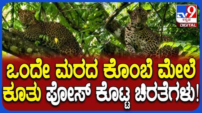 ನೋಡಿ, ಎಂಥಾ ಅದ್ಭುತ ದೃಶ್ಯ! ಒಂದೇ ಮರದ ಮೇಲೆ ಕುಳಿತ ಎರಡು ಚಿರತೆಗಳು