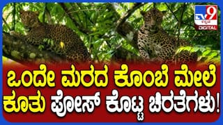 ನೋಡಿ,  ಎಂಥಾ ಅದ್ಭುತ ದೃಶ್ಯ! ಒಂದೇ ಮರದ ಮೇಲೆ ಕುಳಿತ ಎರಡು ಚಿರತೆಗಳು; ಪ್ರವಾಸಿಗರ ಕ್ಯಾಮೆರಾದಲ್ಲಿ ದೃಶ್ಯ ಸೆರೆ