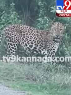 ಮುಂಡರಗಿ ಕಪ್ಪತಗುಡ್ಡದಲ್ಲಿ ಚಿರತೆ ಓಡಾಟ
