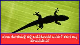 ಪೂಜಾ ಕೋಣೆಯಲ್ಲಿ ಹಲ್ಲಿ ಕಾಣಿಸಿಕೊಂಡರೆ ಏನರ್ಥ? ಶಕುನ ಶಾಸ್ತ್ರ ಹೇಳುವುದೇನು?