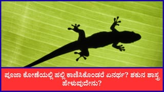 Lizard in Home: ಪೂಜಾ ಕೋಣೆಯಲ್ಲಿ ಹಲ್ಲಿ ಕಾಣಿಸಿಕೊಂಡರೆ ಏನರ್ಥ? ಶಕುನ ಶಾಸ್ತ್ರ ಹೇಳುವುದೇನು?