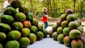 ಅಮೆರಿಕ, ಬ್ರಿಟನ್ ಮಾವಿನ ಮಾರುಕಟ್ಟೆಯತ್ತ ಮುಖ ಮಾಡಿದ ಕರ್ನಾಟಕ!