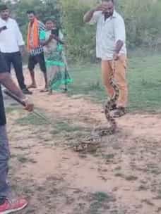 ಕೋಲಾರದಲ್ಲಿ ಪ್ರತ್ಯಕ್ಷವಾಯ್ತು ದೈತ್ಯ ಹೆಬ್ಬಾವು