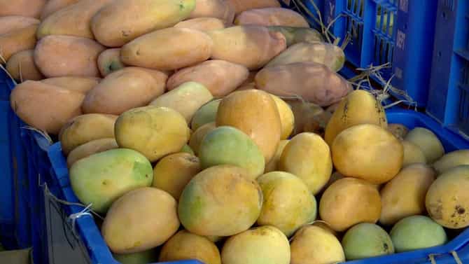 ಲಾಲ್‌ಬಾಗ್‌ನಲ್ಲಿ ಮಾವು-ಹಲಸು ಮೇಳದ ಸಖತ್ ಕ್ರೇಜ್!
