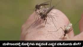 ಮಳೆಗಾಲದಲ್ಲಿ ಸೊಳ್ಳೆಗಳನ್ನು ನಿಯಂತ್ರಿಸೋದು ಹೇಗೆ? ಇಲ್ಲಿವೆ ಸುಲಭ ಮಾರ್ಗಗಳು
