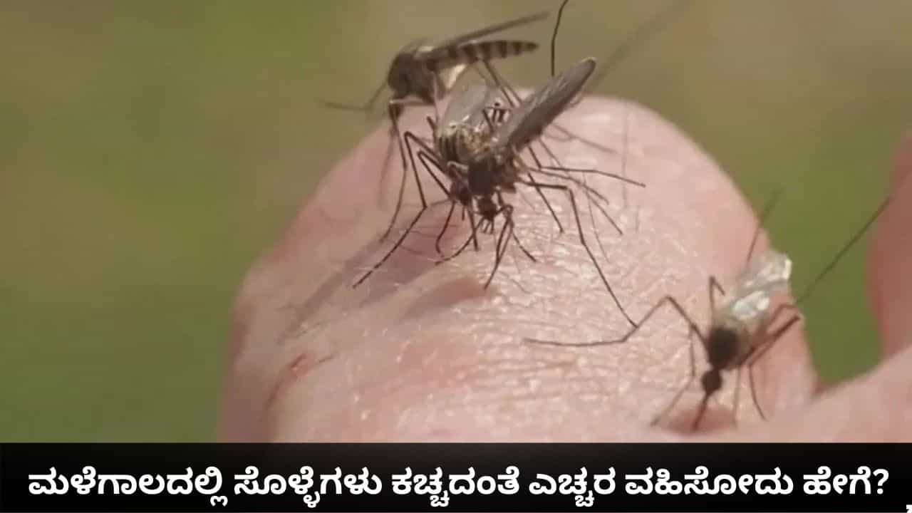 ಮಳೆಗಾಲದಲ್ಲಿ ಸೊಳ್ಳೆಗಳನ್ನು ನಿಯಂತ್ರಿಸೋದು ಹೇಗೆ? ಇಲ್ಲಿವೆ ಸುಲಭ ಮಾರ್ಗಗಳು