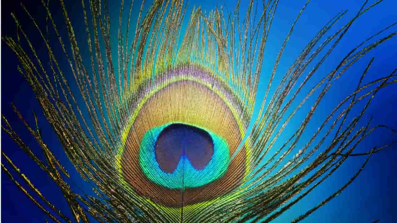 Peacock Feather: ಪದೇ ಪದೇ ನಿಮ್ಮ ಕಣ್ಣಿಗೆ ನವಿಲು ಗರಿ ಕಾಣಿಸುತ್ತಿದೆಯೇ? ಇದರ ಹಿಂದಿನ ರಹಸ್ಯ ಇಲ್ಲಿ ತಿಳಿಯಿರಿ!