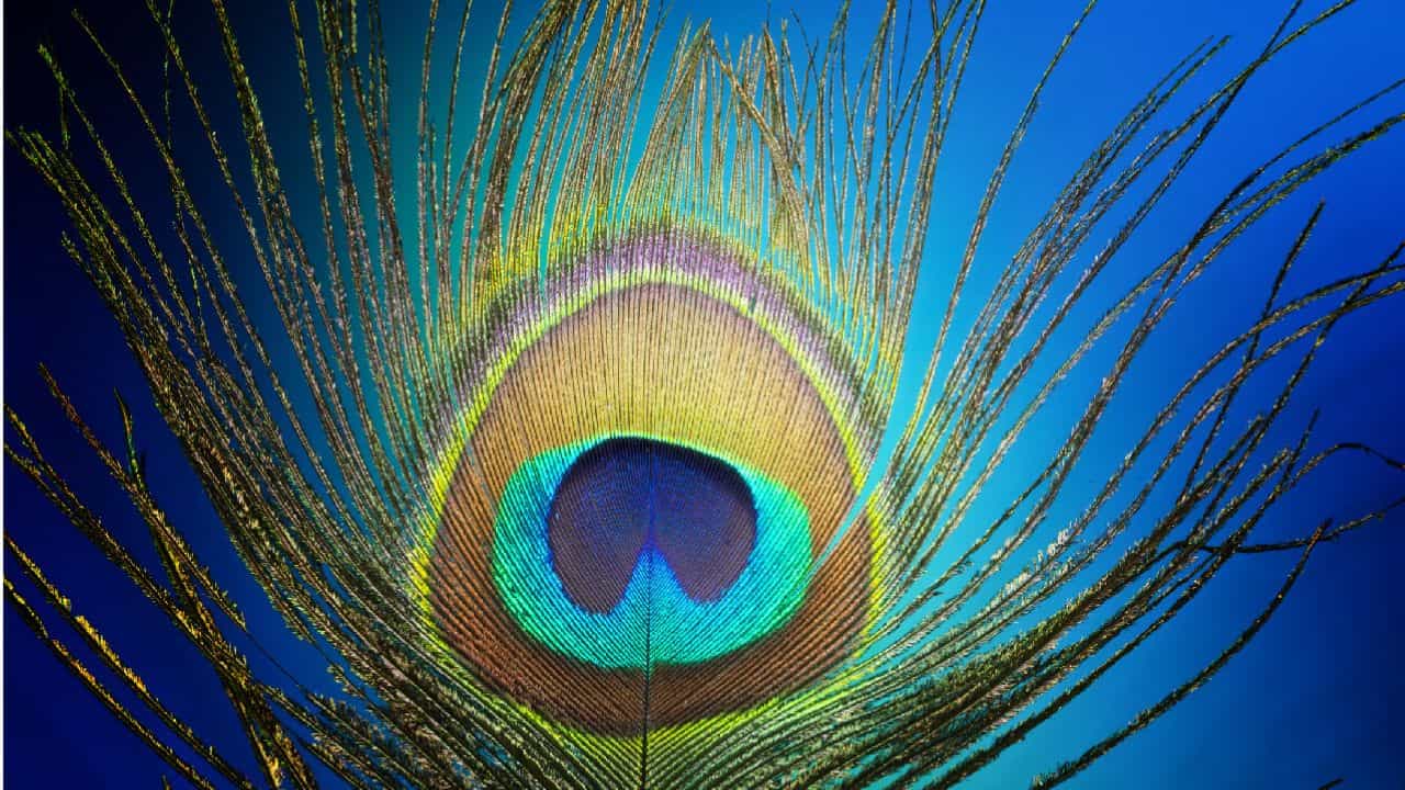 Peacock Feather: ಪದೇ ಪದೇ ನಿಮ್ಮ ಕಣ್ಣಿಗೆ ನವಿಲು ಗರಿ ಕಾಣಿಸುತ್ತಿದೆಯೇ? ಇದರ ಹಿಂದಿನ ರಹಸ್ಯ ಇಲ್ಲಿ ತಿಳಿಯಿರಿ! Peacock Feather: ಪದೇ ಪದೇ ನಿಮ್ಮ ಕಣ್ಣಿಗೆ ನವಿಲು ಗರಿ ಕಾಣಿಸುತ್ತಿದೆಯೇ? ಇದರ ಹಿಂದಿನ ರಹಸ್ಯ ಇಲ್ಲಿ ತಿಳಿಯಿರಿ!