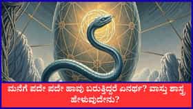ಮನೆಗೆ ಪದೇ ಪದೇ ಹಾವು ಬರುತ್ತಿದ್ದರೆ ಏನರ್ಥ? ವಾಸ್ತು ಶಾಸ್ತ್ರ ಹೇಳುವುದೇನು?