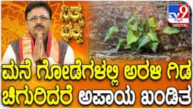 Daily Devotional: ಮನೆ ಗೋಡೆಗಳಲ್ಲಿ ಅರಳಿ ಗಿಡ ಚಿಗುರಿದರೆ ಅಪಾಯ ಖಂಡಿತ!